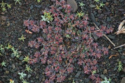 Euphorbia inaequilatera, photographed by Tony Rebelo