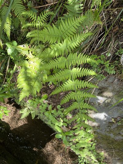 Dryopteris aitoniana, photographed by Asher P Higgins
