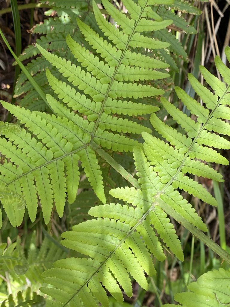Dryopteris aitoniana, photographed by Asher P Higgins