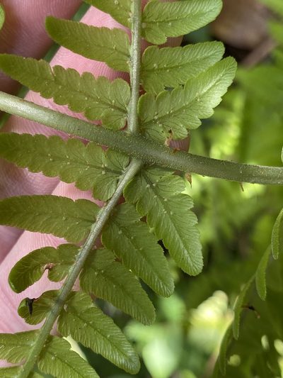 Dryopteris aitoniana, photographed by Asher P Higgins