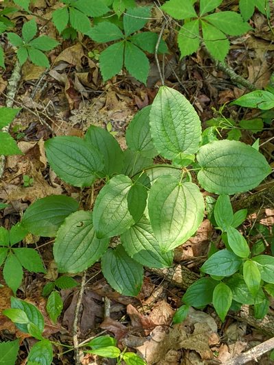 Smilax pulverulenta, photographed by Kristi Zoebelein