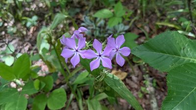 Phlox pilosa, photographed by Joseph Aubert