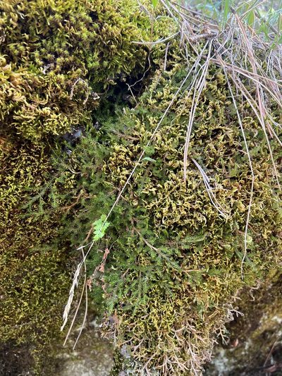Selaginella underwoodii, photographed by Jared Shorma