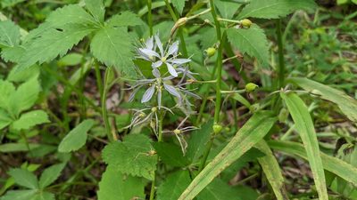 Camassia scilloides, photographed by Joseph Aubert