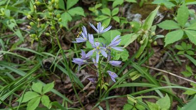 Camassia scilloides, photographed by Joseph Aubert