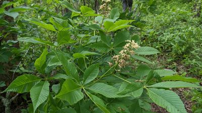 Aesculus glabra, photographed by Joseph Aubert