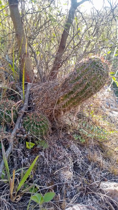 Echinopsis aurea, photographed by Ezequiel Racker