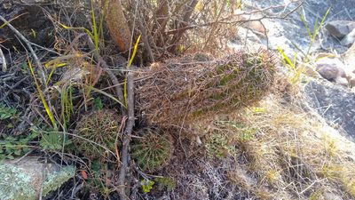 Echinopsis aurea, photographed by Ezequiel Racker