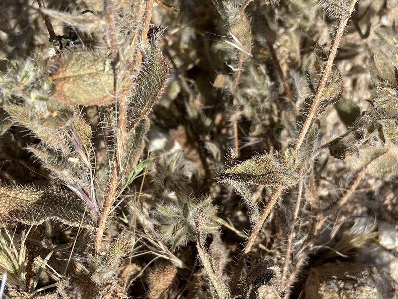 Amsinckia tessellata, photographed by Ciara Hall