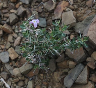 Barleria stimulans, photographed by Tony Rebelo