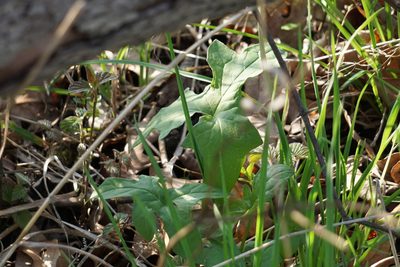 Nabalus albus, photographed by Mike B