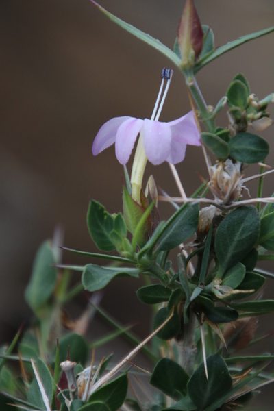 Barleria stimulans, photographed by Tony Rebelo