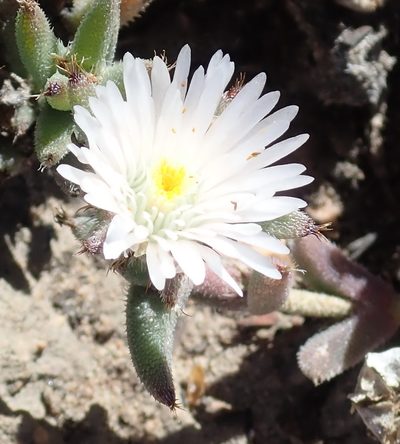 Trichodiadema orientale, photographed by Nicola van Berkel