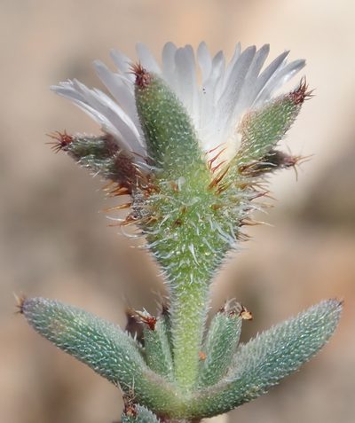 Trichodiadema orientale, photographed by Nicola van Berkel