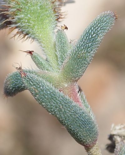 Trichodiadema orientale, photographed by Nicola van Berkel