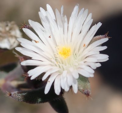 Trichodiadema orientale, photographed by Nicola van Berkel