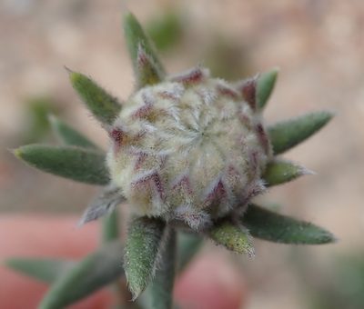 Phylica propinqua, photographed by Nicola van Berkel