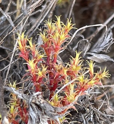 Lastarriaea coriacea, photographed by Irene