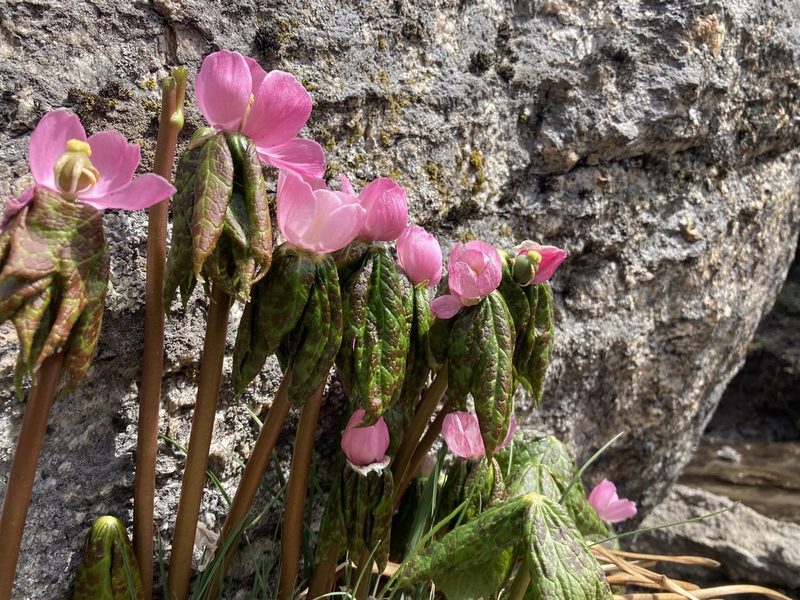Podophyllum hexandrum, photographed by John Kenrick Gibson