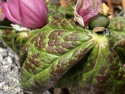 Podophyllum hexandrum, photographed by John Kenrick Gibson