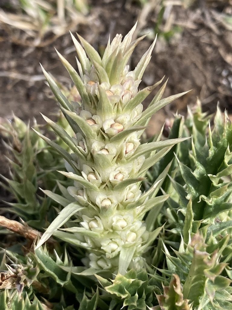 Morina polyphylla, photographed by John Kenrick Gibson