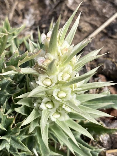 Morina polyphylla, photographed by John Kenrick Gibson