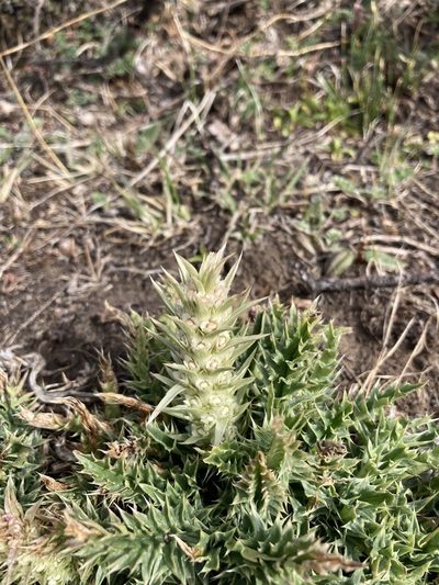 Morina polyphylla, photographed by John Kenrick Gibson