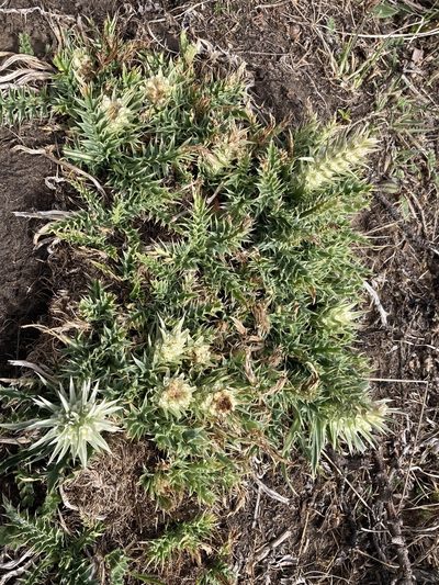 Morina polyphylla, photographed by John Kenrick Gibson
