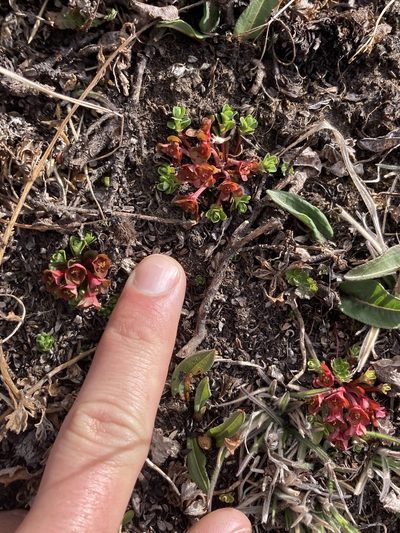 Euphorbia stracheyi, photographed by John Kenrick Gibson