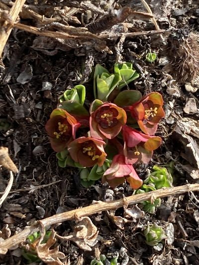 Euphorbia stracheyi, photographed by John Kenrick Gibson