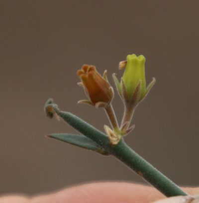 Microloma armatum, photographed by Tony Rebelo