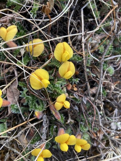 Chesneya nubigena, photographed by John Kenrick Gibson