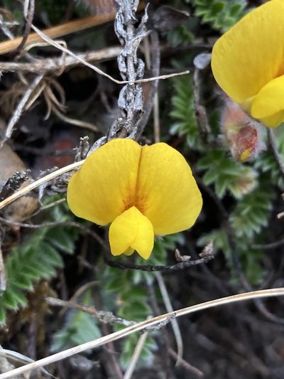 Chesneya nubigena, photographed by John Kenrick Gibson