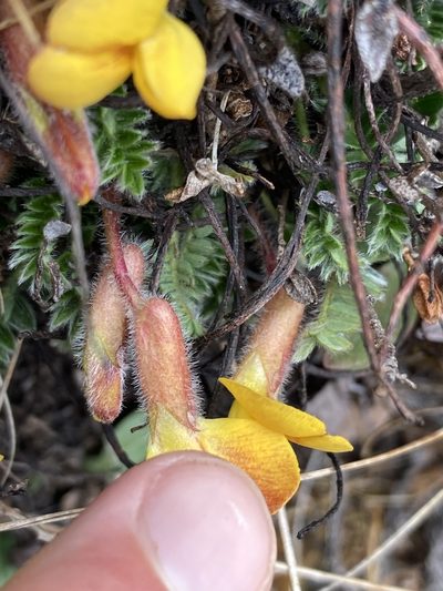 Chesneya nubigena, photographed by John Kenrick Gibson
