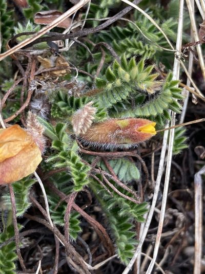 Chesneya nubigena, photographed by John Kenrick Gibson
