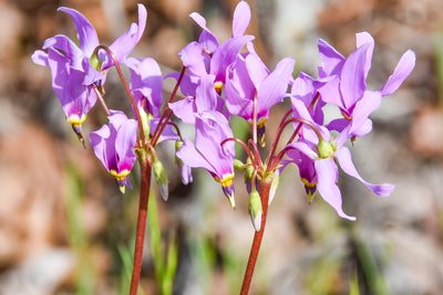 Primula meadia, photographed by Jay Pruett