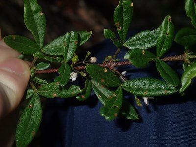 Zieria smithii, photographed by Thomas Mesaglio