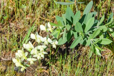 Baptisia leucophaea, photographed by Jay Pruett