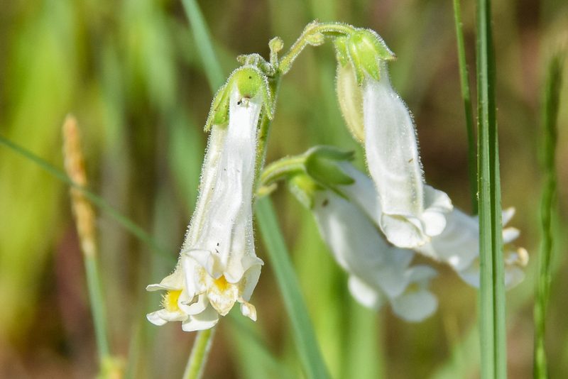 Penstemon oklahomensis, photographed by Jay Pruett