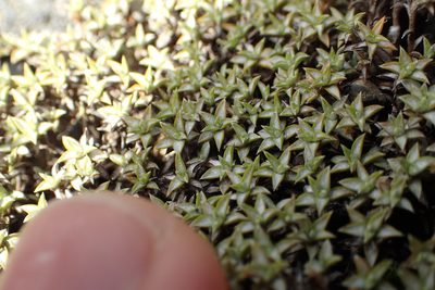 Raoulia tenuicaulis, photographed by Oscar Dove
