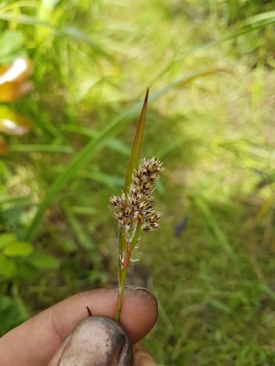 Luzula subsessilis, photographed by Chris Fluit