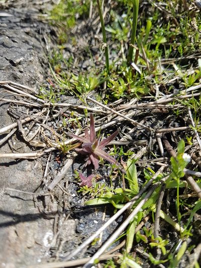 Castilleja victoriae, photographed by Chris Fluit