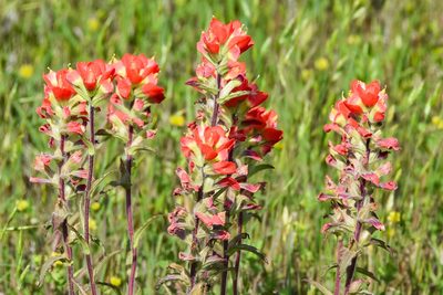Castilleja indivisa, photographed by Jay Pruett