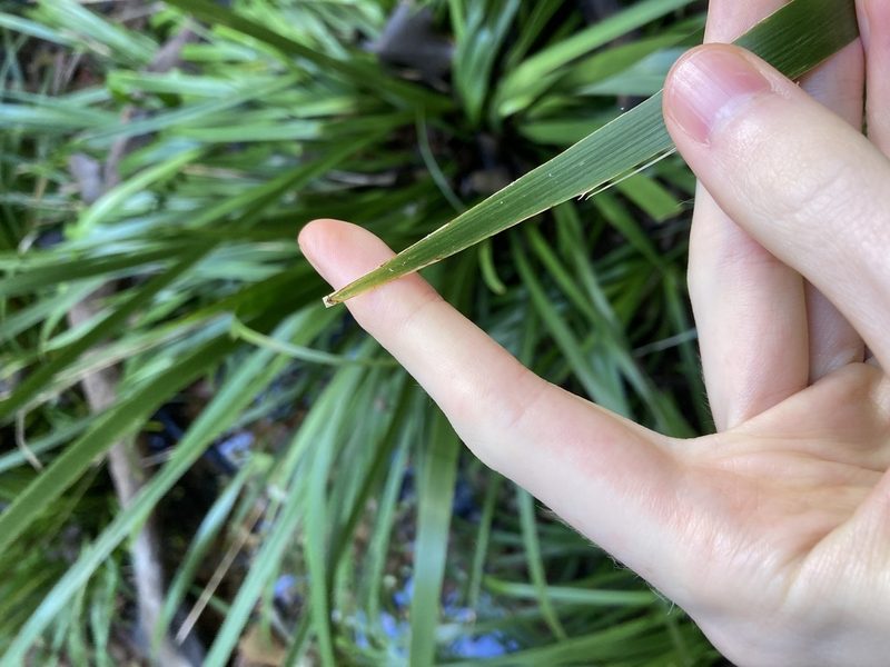 Lomandra hystrix, photographed by Thomas Mesaglio