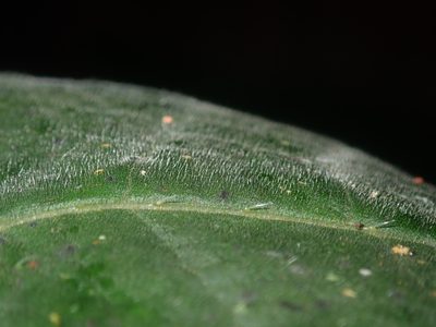 Dendrocnide excelsa, photographed by Thomas Mesaglio