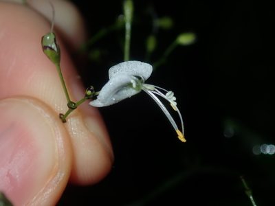 Aneilema acuminatum, photographed by Thomas Mesaglio