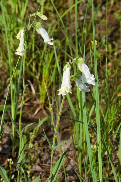 Penstemon oklahomensis, photographed by Jay Pruett