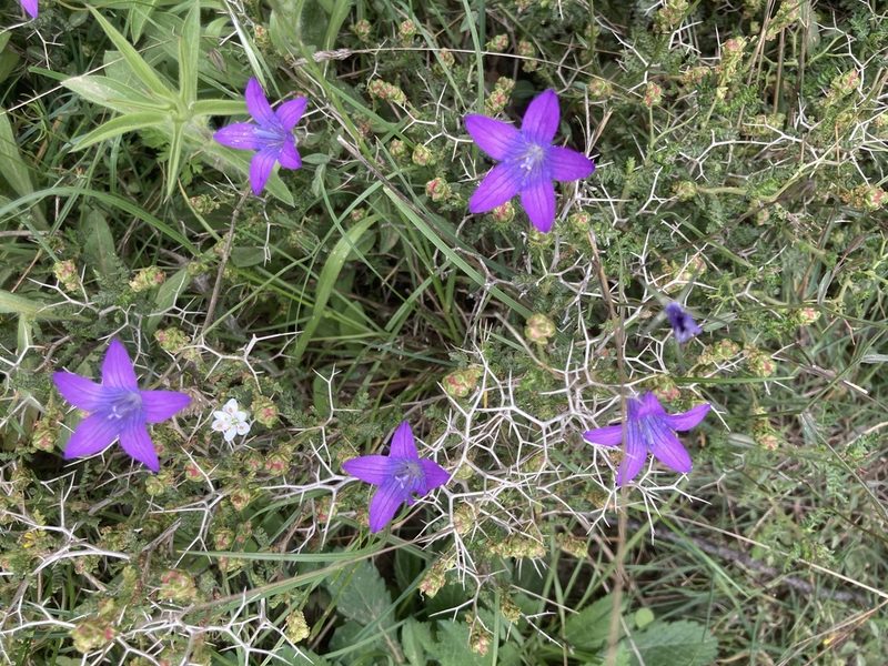 Campanula spatulata, photographed by Andre Hosper