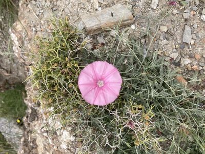 Convolvulus althaeoides