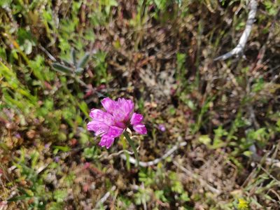Allium serra, photographed by Alexander Wentworth
